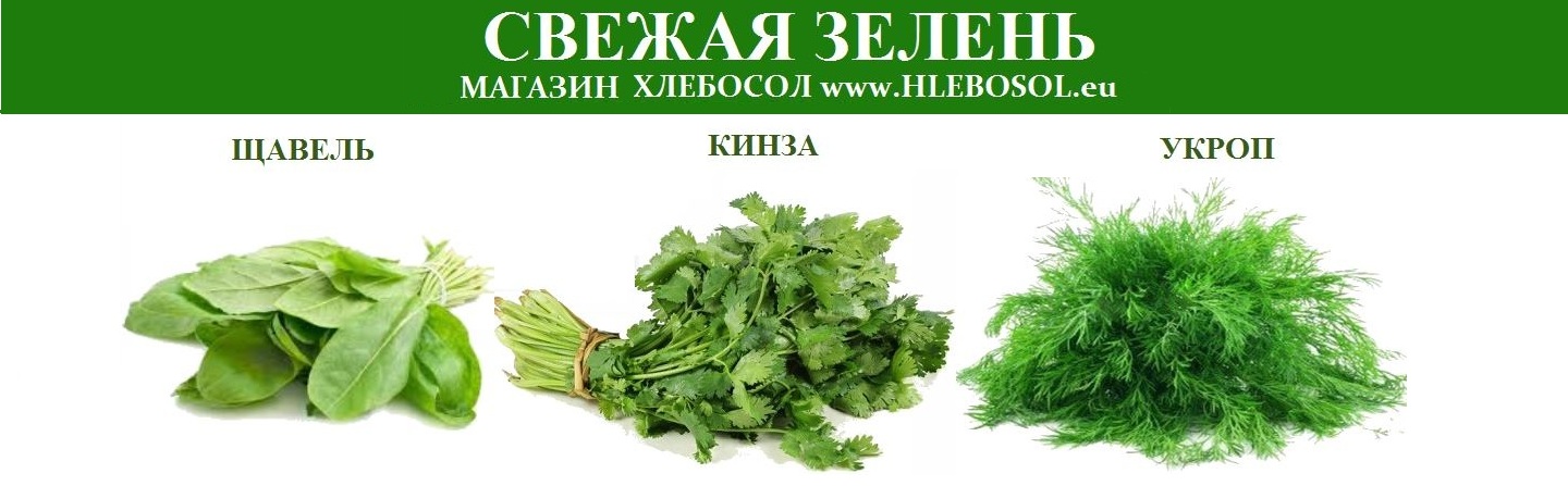 СВЕЖАЯ ЗЕЛЕНЬ: УКРОП, ЩАВЕЛЬ, КИНЗА